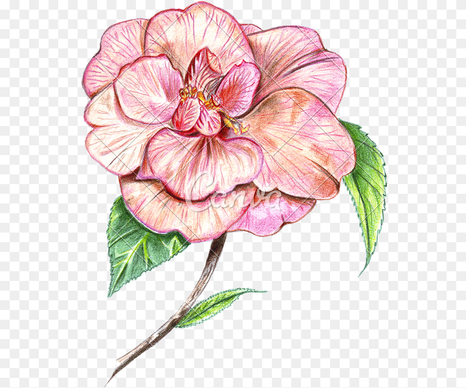 Japanese Flowers Camellia Flower Drawing Drawing Hand Drawn Flower Colour, Plant, Dahlia, Art, Hibiscus Png