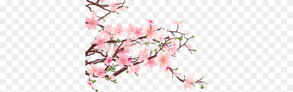 Japanese Flowers On Tree Flower, Plant, Cherry Blossom Free Transparent Png
