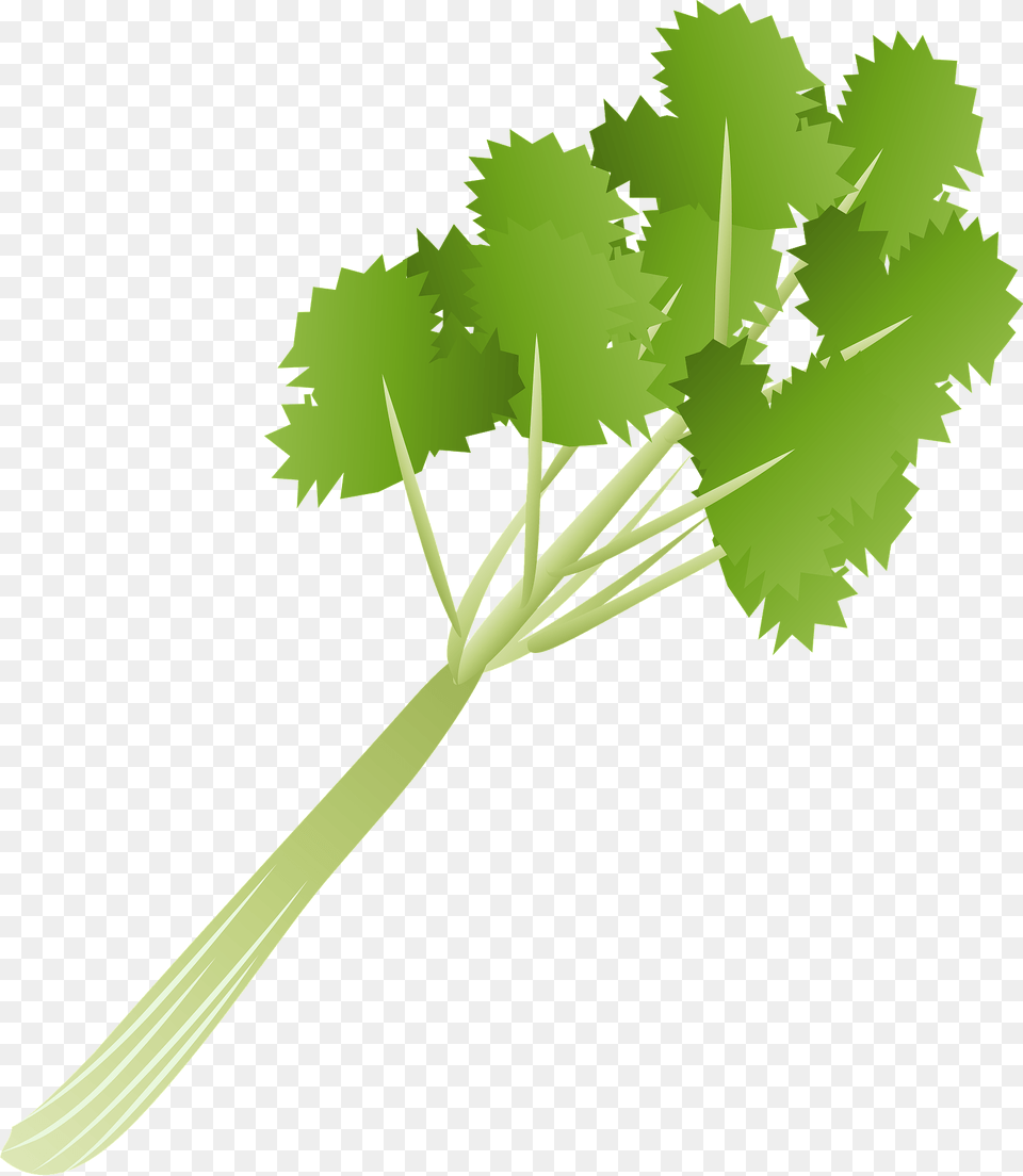 Japanese Honewort Clipart, Herbs, Plant, Parsley, Food Png
