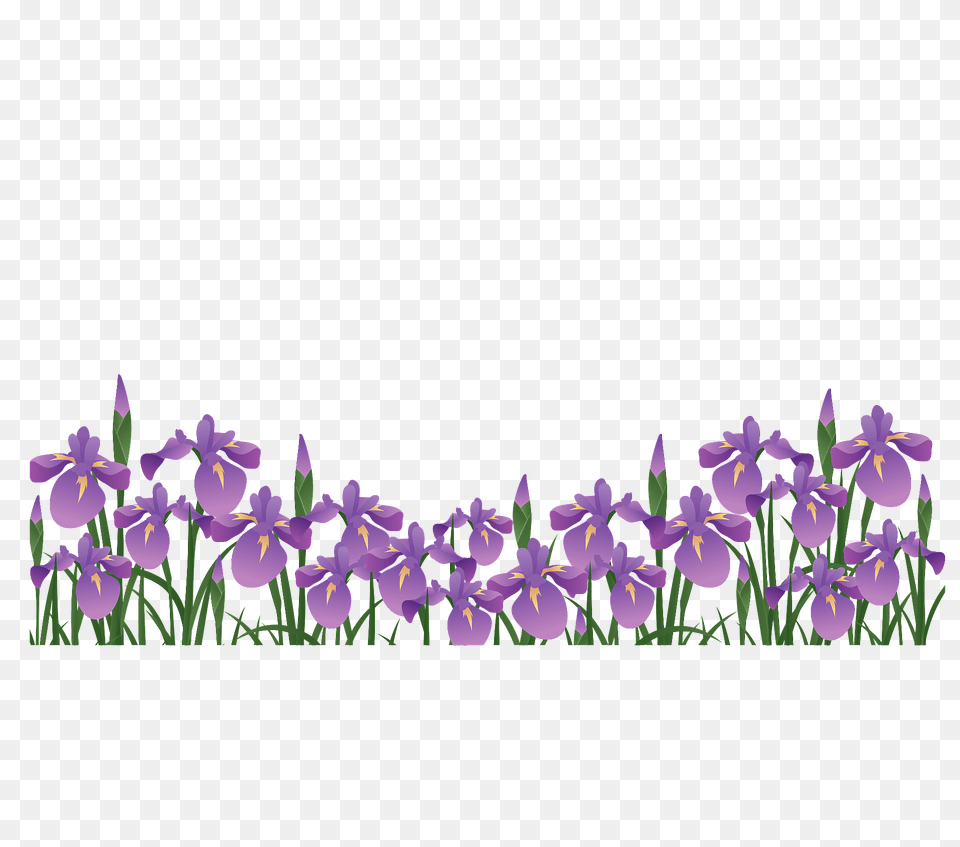 Japanese Iris Flower Clipart, Petal, Plant, Purple, Outdoors Free Png