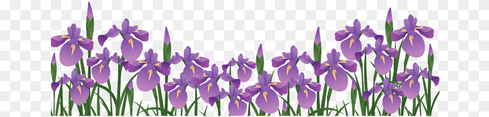 Japanese Iris Flower Clipart, Plant, Purple Png Image