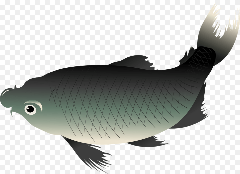 Japanese Koi Fish Clipart, Animal, Sea Life, Shark, Food Png Image