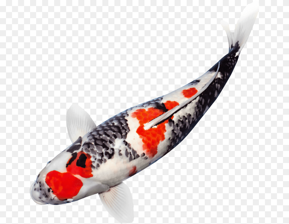 Japanese Koi Fish Koi Fish Transparent Background, Animal, Carp, Sea Life Free Png