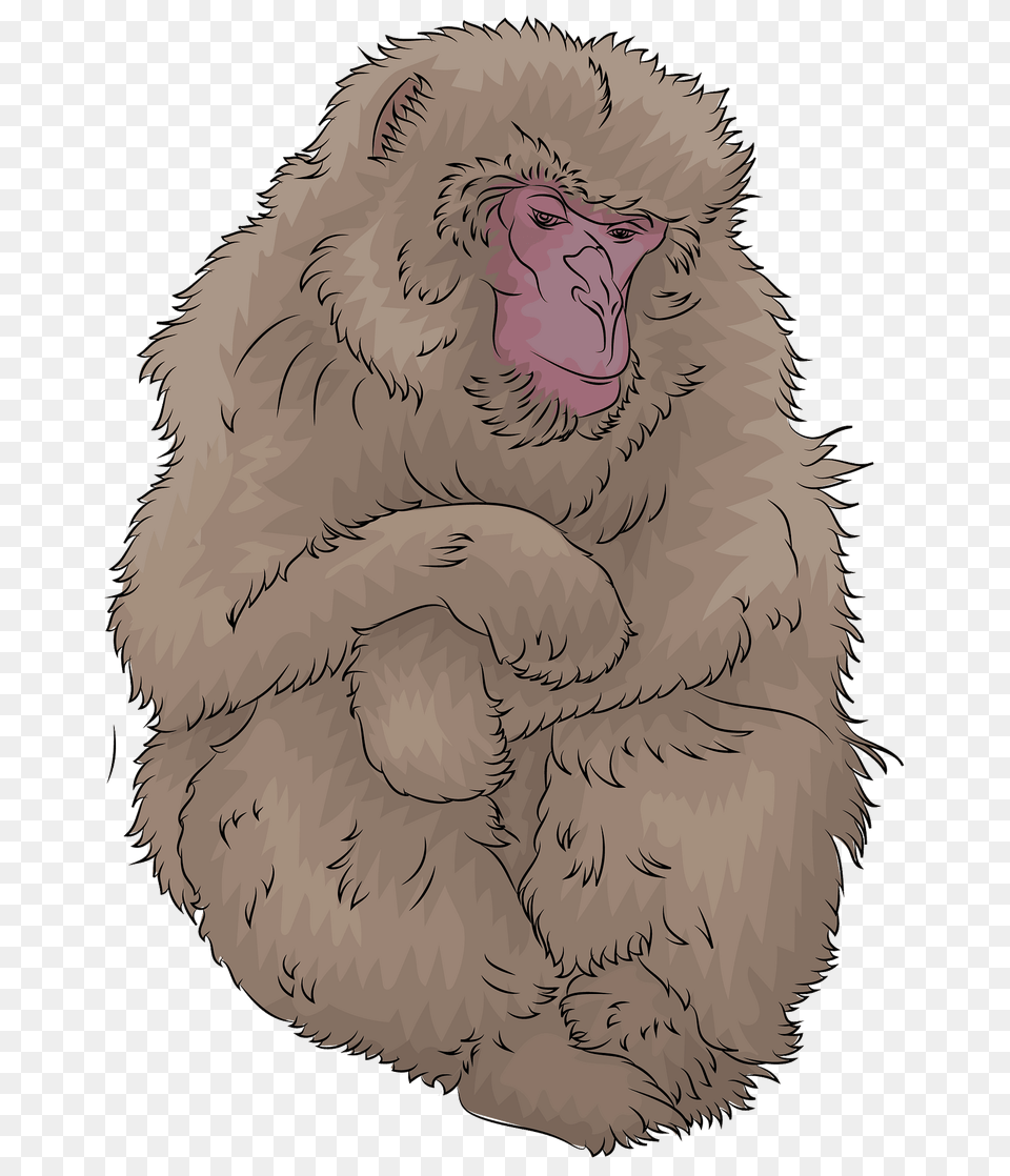 Japanese Macaque Clipart, Animal, Lion, Mammal, Wildlife Png