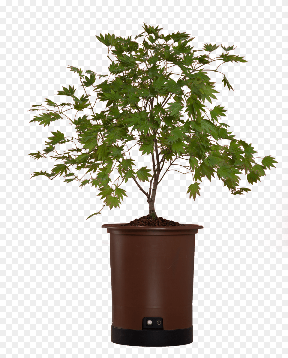Japanese Maple Free Transparent Png