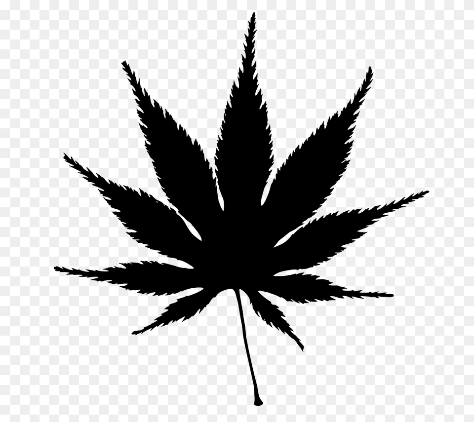 Japanese Maple, Leaf, Plant, Weed, Animal Free Transparent Png