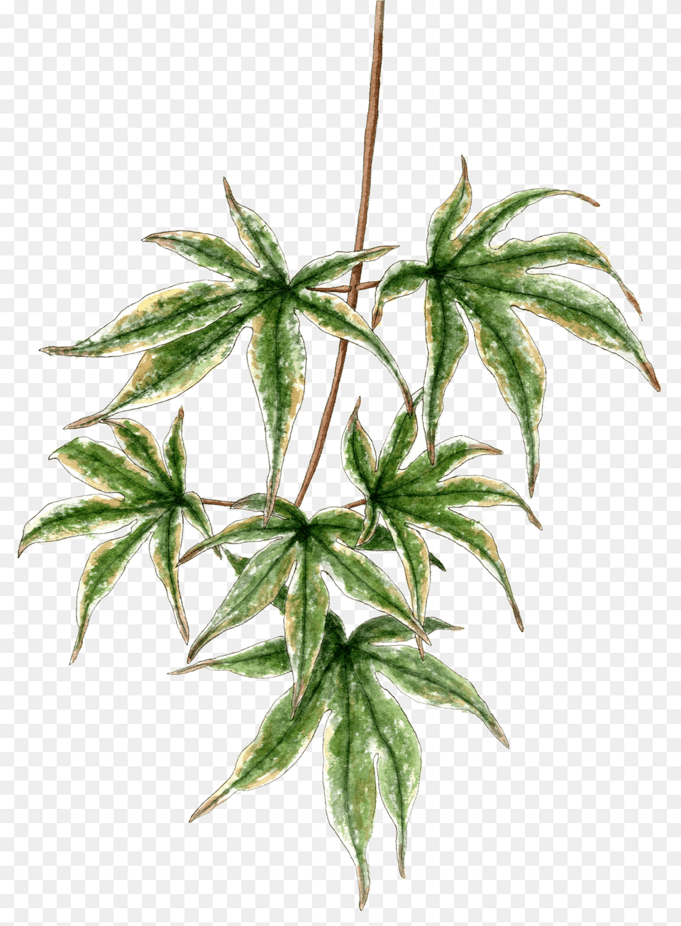 Japanese Maple Branch, Leaf, Plant, Tree Png