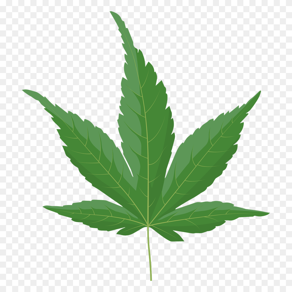 Japanese Maple Green Leaf Clipart, Plant, Tree Png Image