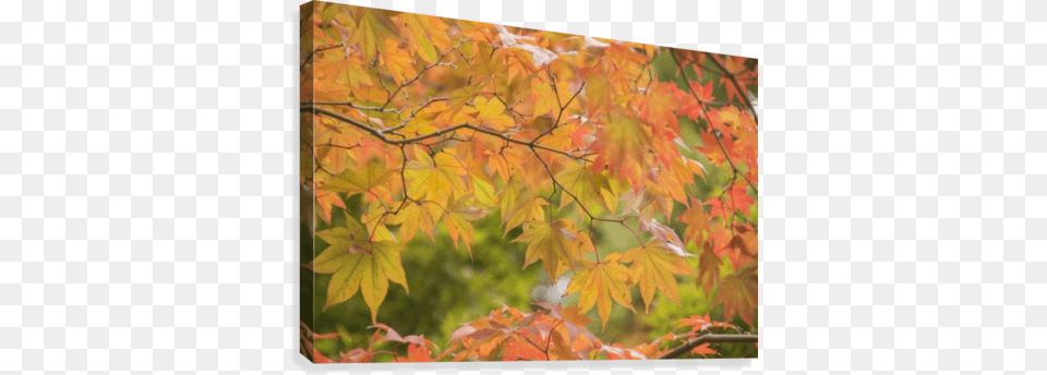 Japanese Maple In Autumn Colours Posterazzi Japanese Maple In Autumn Colours Uji Kyoto, Leaf, Plant, Tree Free Png
