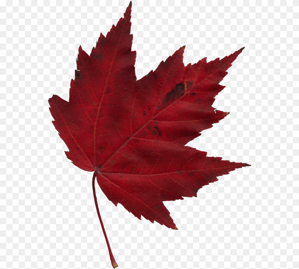 Japanese Maple Leaf Autumn Canadian Maple Leaf Transparent Background, Plant, Tree, Maple Leaf Png Image