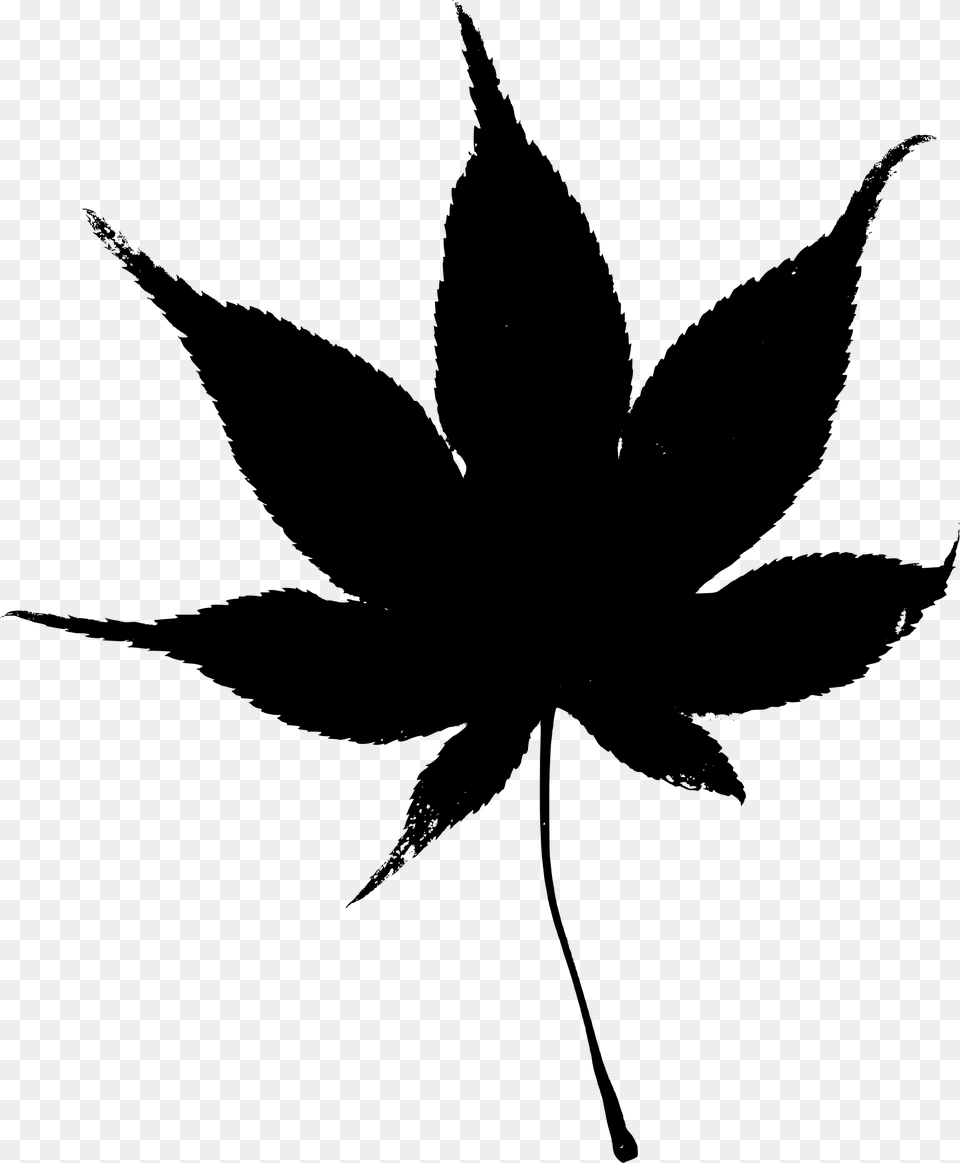 Japanese Maple Leaf Clipart, Gray Png Image