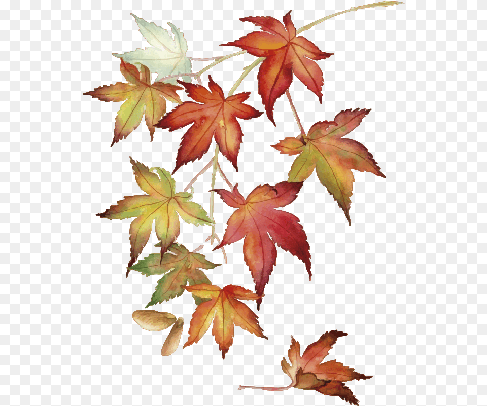 Japanese Maple Leaves Wall Sticker Tree Maple Leaves Drawing, Leaf, Plant Png Image
