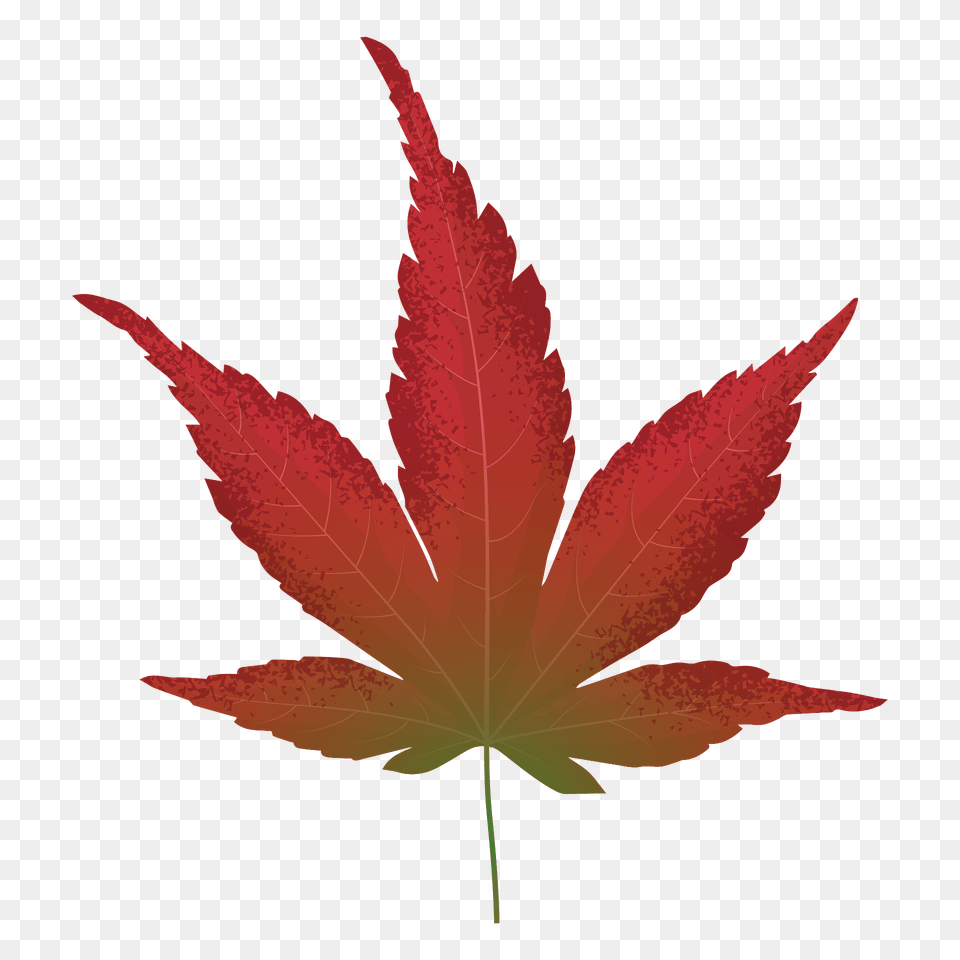 Japanese Maple Red Leaf Clipart, Plant, Tree, Maple Leaf, Animal Png Image