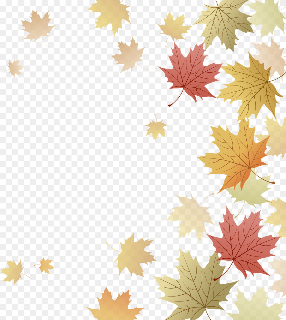 Japanese Maple Red Maple Maple Leaf Autumn, Plant, Tree, Texture Free Transparent Png