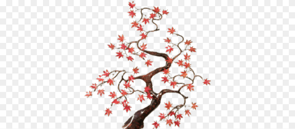 Japanese Maple Transparent Roblox, Leaf, Plant, Tree, Pattern Free Png