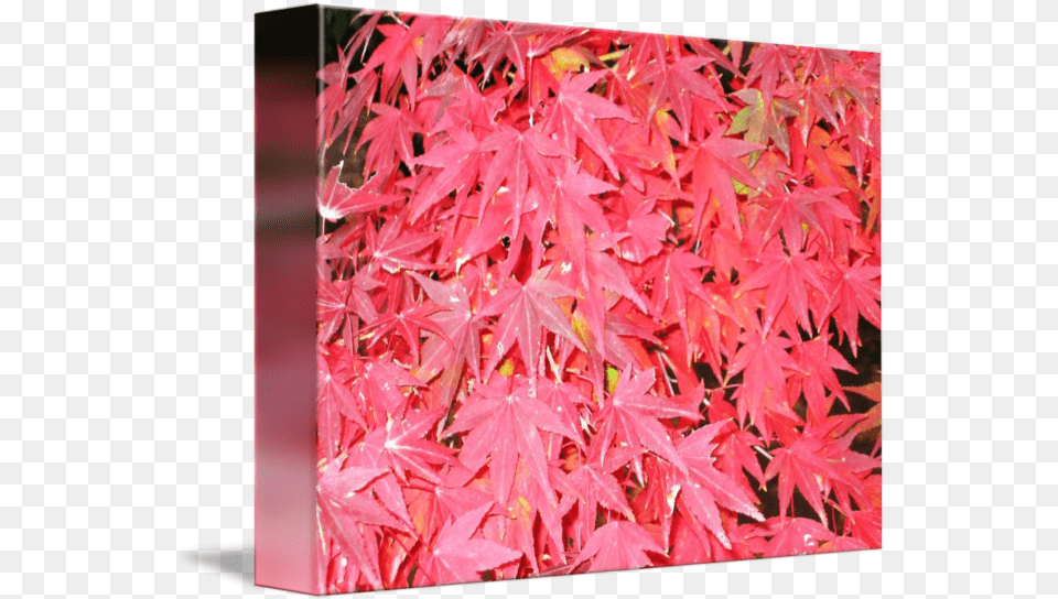 Japanese Maple Tree Closeup By Frank Adorna Maple Leaf, Plant Png