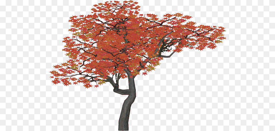Japanese Maple Tree Transparent, Leaf, Plant Png
