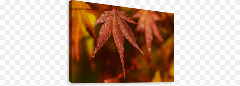 Japanese Maple Turning Red In The Autumn Posterazzi Japanese Maple Turning Red In The Autumn, Leaf, Plant, Tree Free Transparent Png
