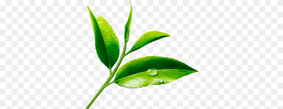 Japanese Matcha Green Tea Powder Certified Organic Ceremonial, Leaf, Plant, Beverage, Green Tea Free Transparent Png
