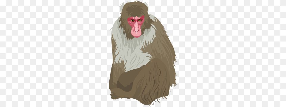 Japanese Monkey Clip Art, Animal, Person, Wildlife, Mammal Png Image