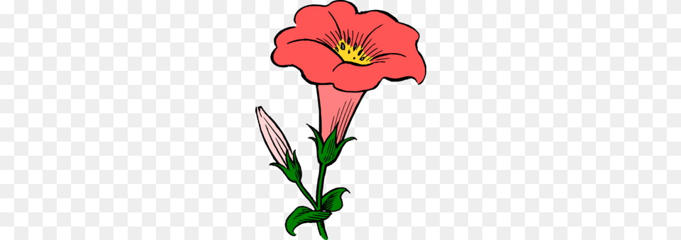 Japanese Morning Glory Drawing Flower Water Spinach Free, Plant, Anther, Person, Hibiscus Png Image