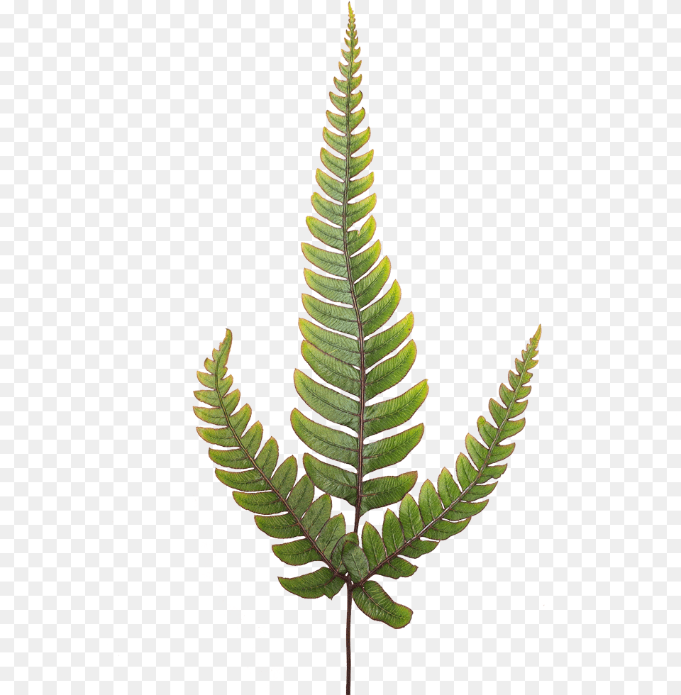 Japanese Painted Fern Potted Indoor Plant Ostrich Fern, Leaf Free Transparent Png