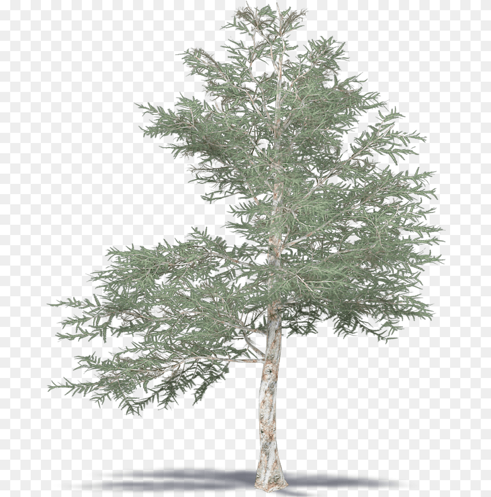 Japanese Red Pine Mexican Pinyon, Conifer, Plant, Tree, Tree Trunk Free Png