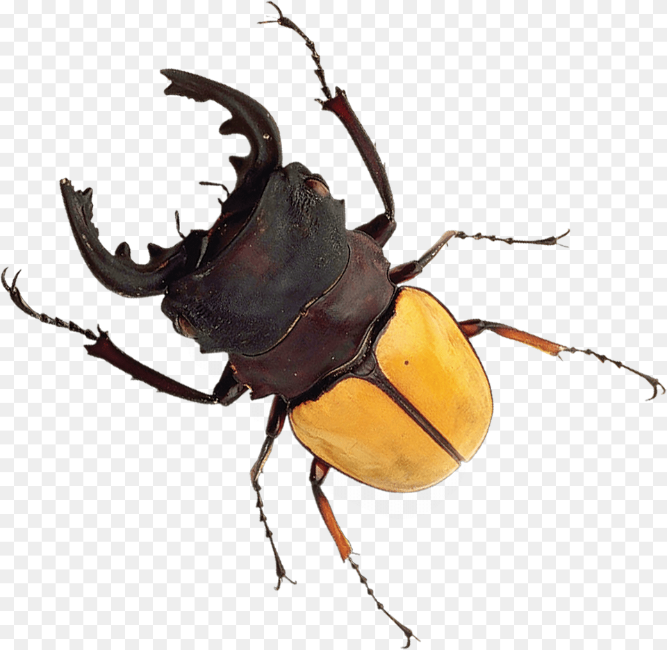 Japanese Rhinoceros Beetle, Animal, Dung Beetle, Insect, Invertebrate Png Image