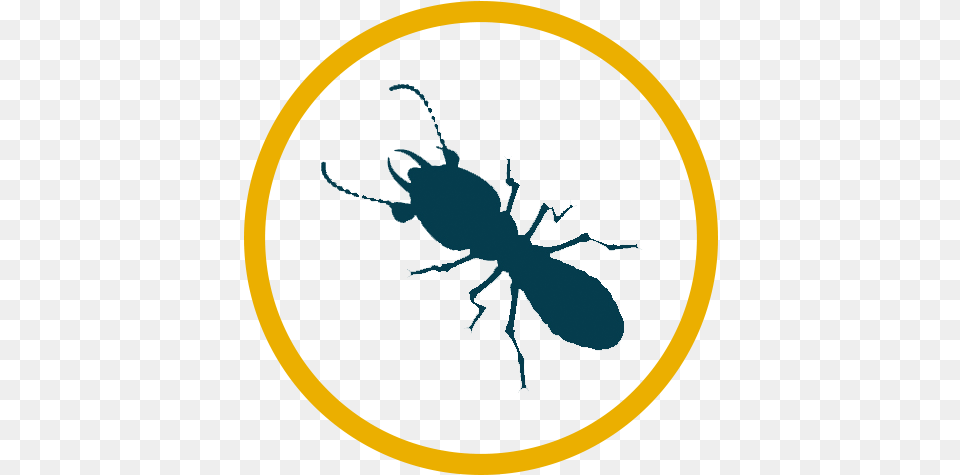 Japanese Rhinoceros Beetle, Animal, Insect, Invertebrate, Termite Free Png