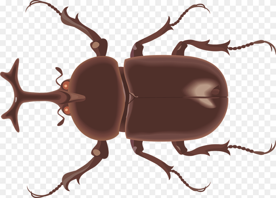 Japanese Rhinoceros Beetle Clipart, Animal, Dung Beetle, Insect, Invertebrate Free Png