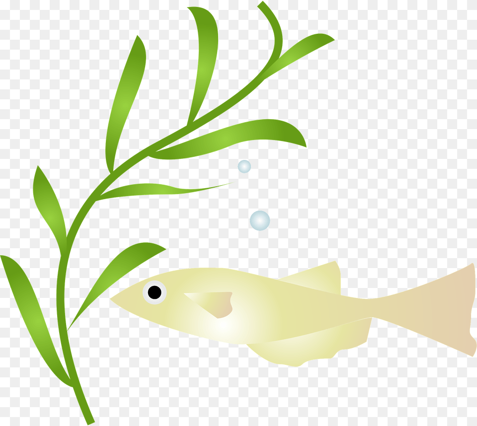 Japanese Rice Fish Clipart, Animal, Sea Life, Art, Graphics Png Image