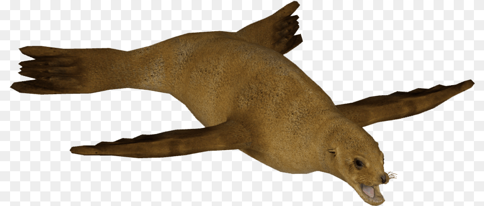 Japanese Sea Lion F Animal Figure, Mammal, Sea Life, Sea Lion, Fish Png