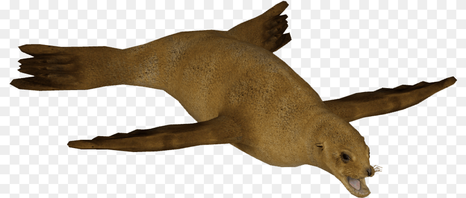 Japanese Sea Lion F Marine Mammal, Animal, Sea Life, Sea Lion, Fish Free Png Download