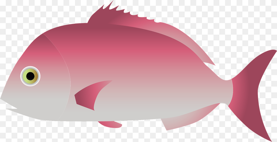 Japanese Seabream Fish Clipart, Animal, Sea Life, Shark, Tuna Free Png Download