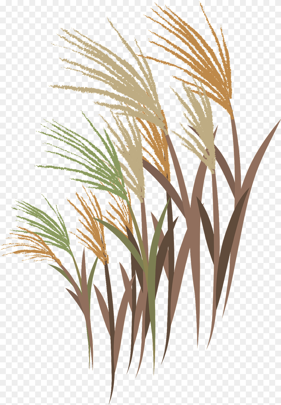 Japanese Silver Grass Clipart, Plant, Reed, Vegetation Free Transparent Png