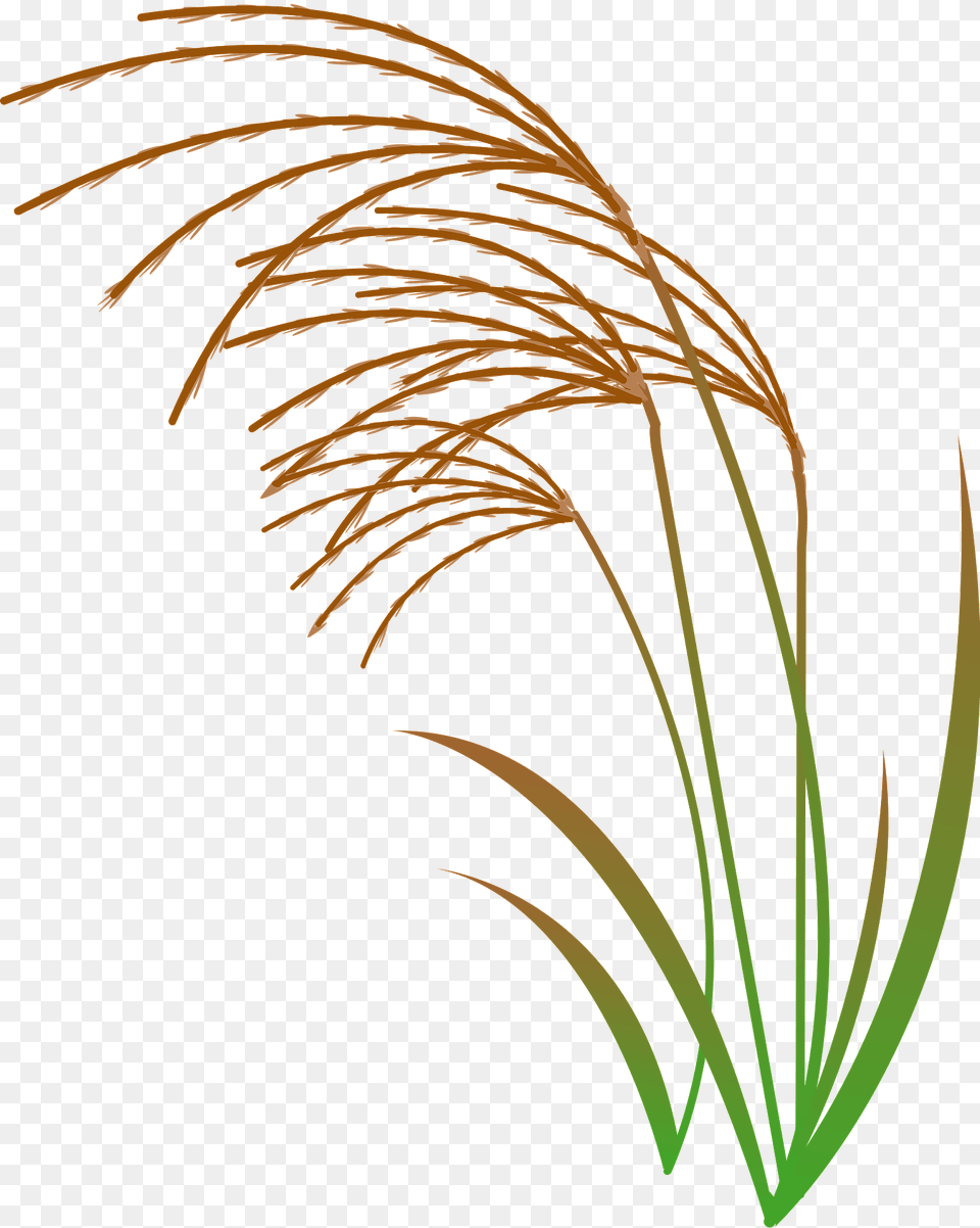 Japanese Silver Grass Clipart, Plant, Reed, Agropyron Free Transparent Png