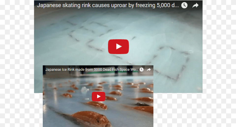 Japanese Skating Rink Causes Uproar By Freezing 5000 Japanese Theme Park Frozen Fish, Animal, Sea Life, Food, Seafood Free Png Download
