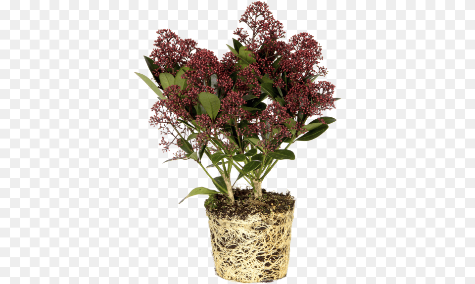 Japanese Skimmia Flowerpot, Flower, Flower Arrangement, Plant, Potted Plant Png