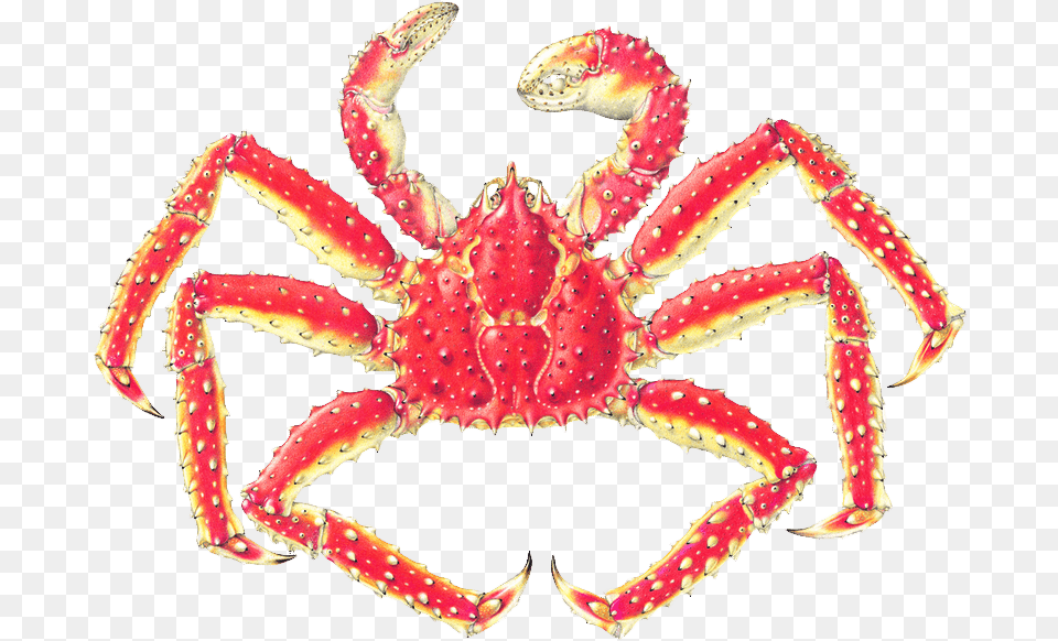 Japanese Spider Crab Labeled, Animal, Food, Invertebrate, King Crab Png Image