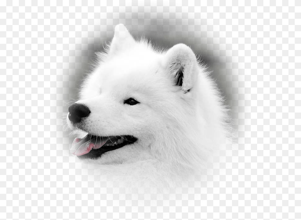 Japanese Spitz, Animal, Canine, Dog, Mammal Free Transparent Png