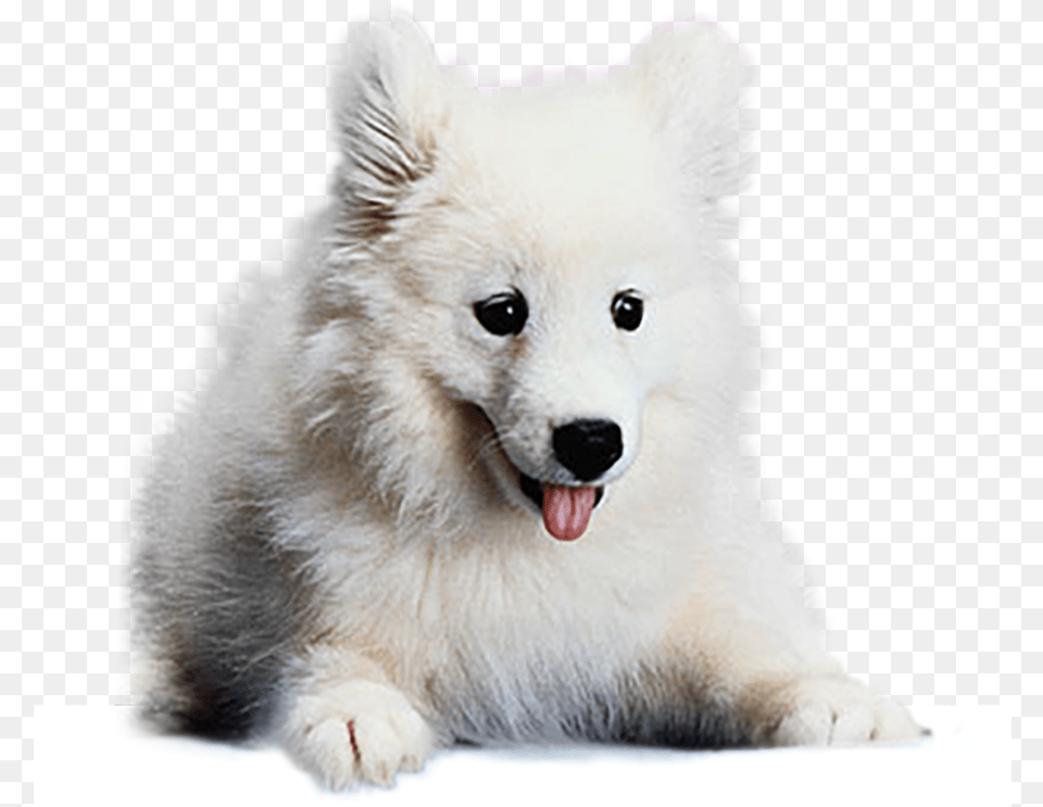 Japanese Spitz, Animal, White Dog, Pet, Mammal Free Transparent Png