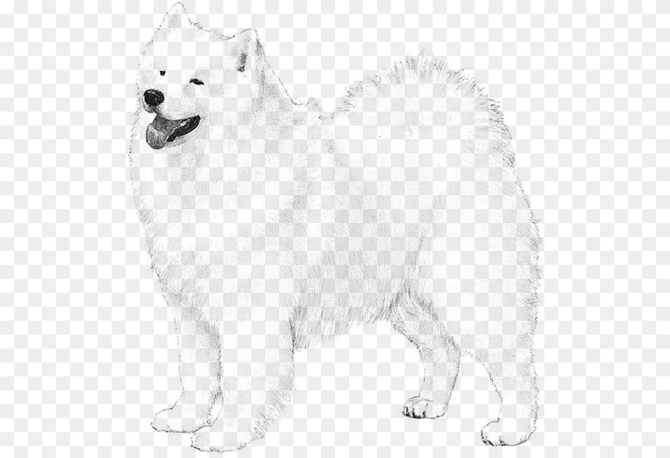 Japanese Spitz, Gray Free Png Download