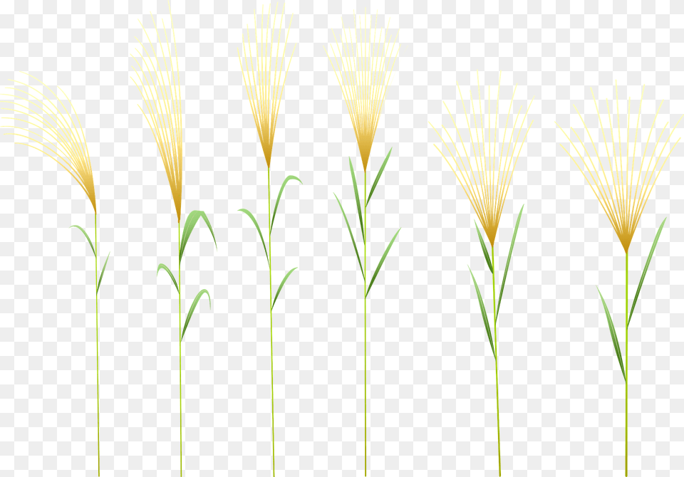 Japanese Susuki Grass Clipart, Plant, Vegetation, Flower, Fireworks Png