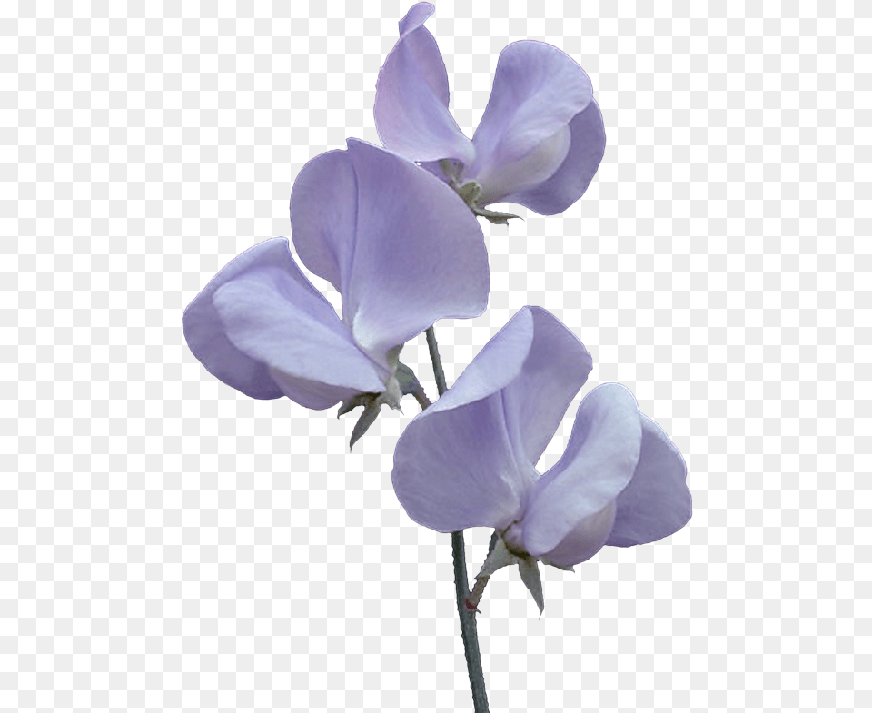 Japanese Sweet Peas Flowers, Flower, Petal, Plant, Orchid Png