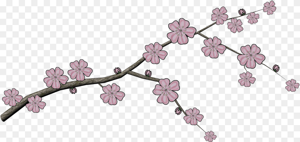 Japanese Tree Branch, Flower, Plant, Geranium, Petal Png