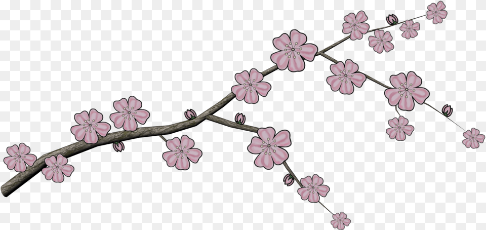 Japanese Tree Branch Cherry Blossom, Flower, Plant, Geranium, Petal Free Png Download