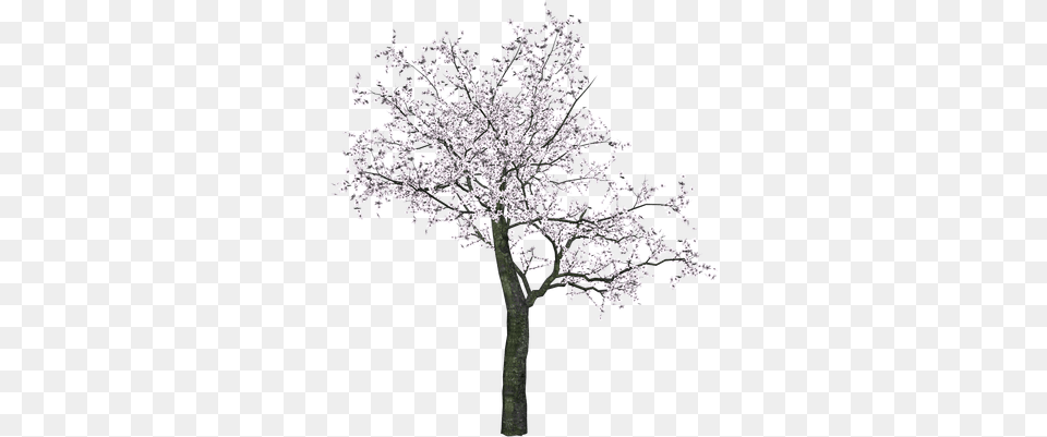 Japanese Tree Transparent Blossom Tree Drawing Black And White, Flower, Plant, Cherry Blossom, Outdoors Png