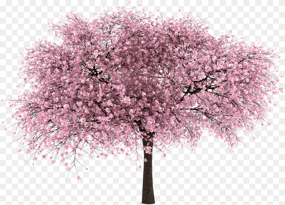 Japanese Trees Vector Clipart Psd Cherry Blossom Tree, Flower, Plant, Cherry Blossom Free Png Download