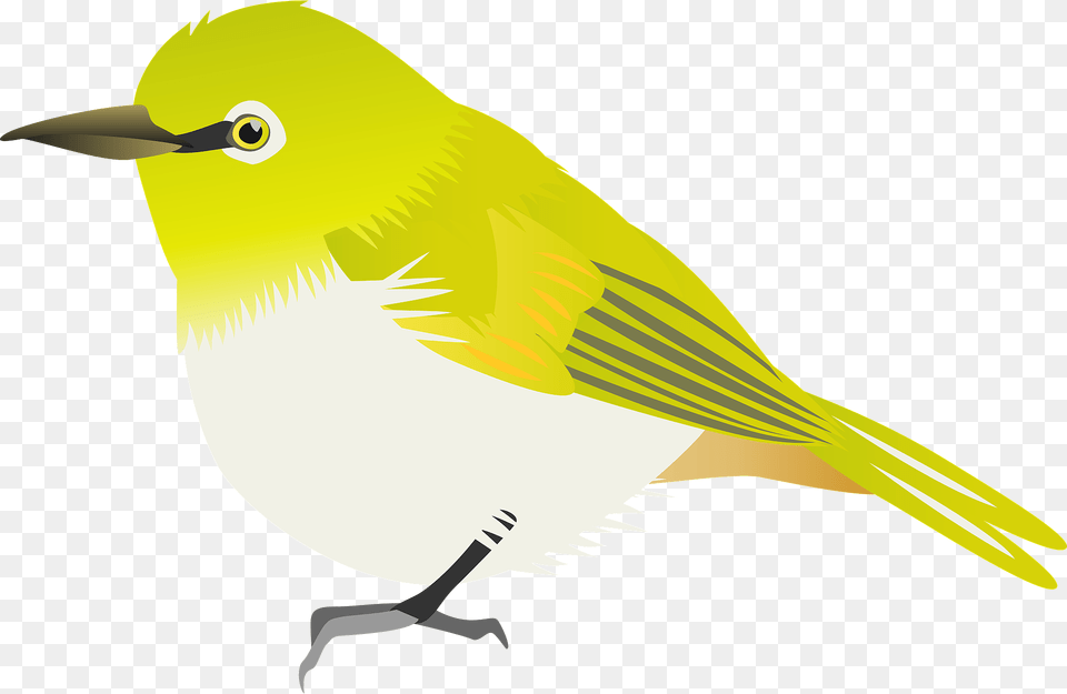 Japanese White Eye Apricot Clipart, Animal, Bird, Canary, Shark Free Transparent Png