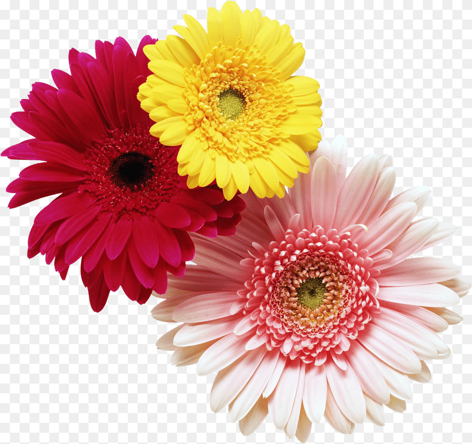 Jarber Flower, Daisy, Plant, Petal, Flower Arrangement Png Image